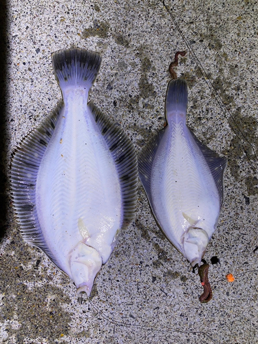 マコガレイの釣果