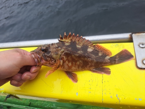 カサゴの釣果