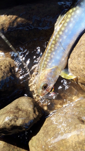 アメマスの釣果