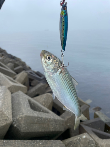 コノシロの釣果