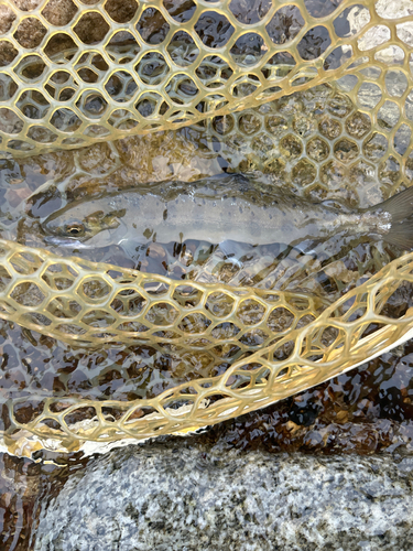 ヤマメの釣果