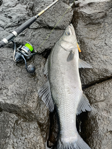 ヒラスズキの釣果