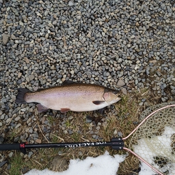 釣り楽し(*^^*)の釣果