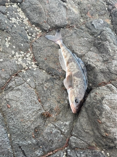 ホッケの釣果