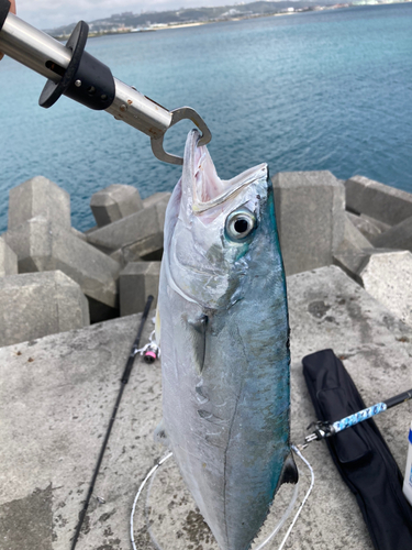 イケカツオの釣果