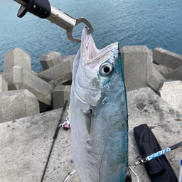 幸釣（こうちょう）の釣果