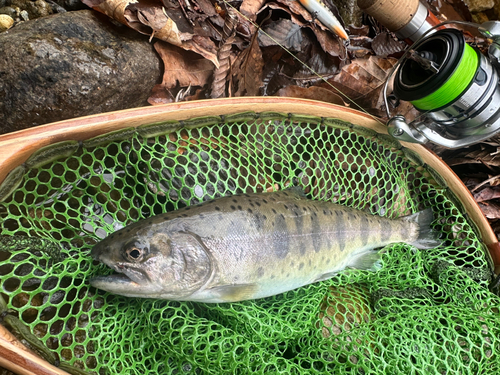 ヤマメの釣果