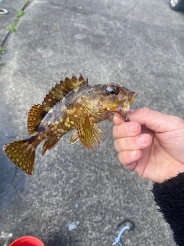 オオモンハタの釣果