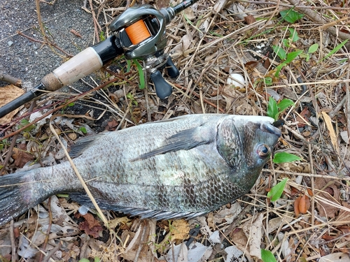 チヌの釣果