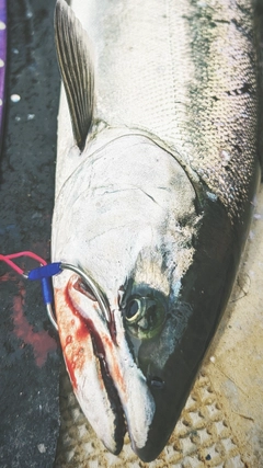 サクラマスの釣果