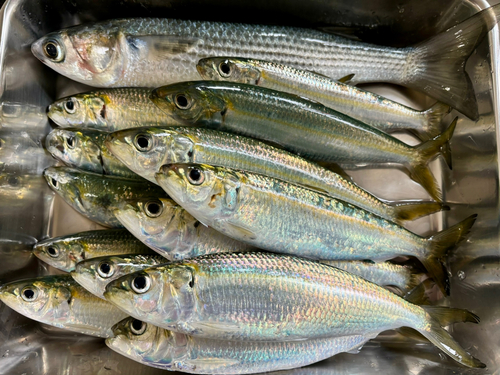 カタボシイワシの釣果