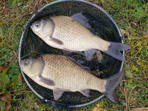 ヘラブナの釣果