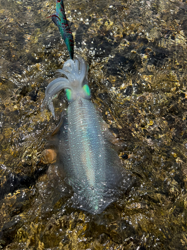 アオリイカの釣果