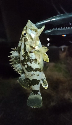 タケノコメバルの釣果