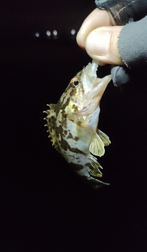 タケノコメバルの釣果