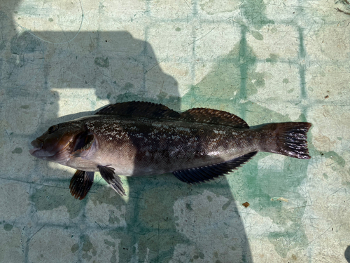 アイナメの釣果