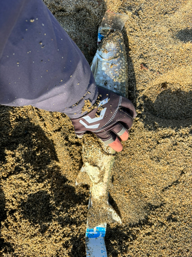 アメマスの釣果