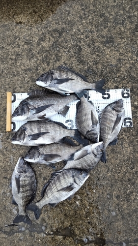 チヌの釣果