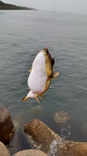 フグの釣果