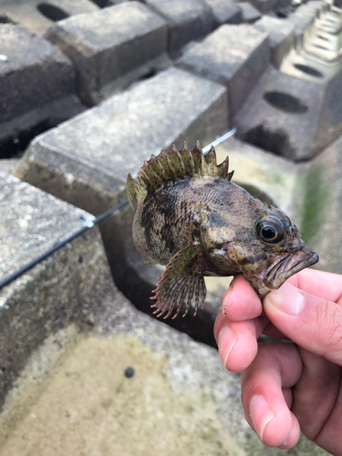 メバルの釣果