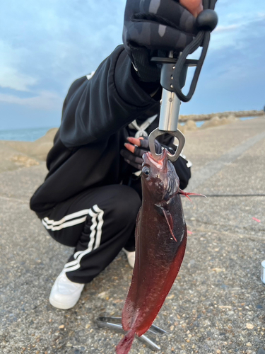 エゾイソアイナメの釣果