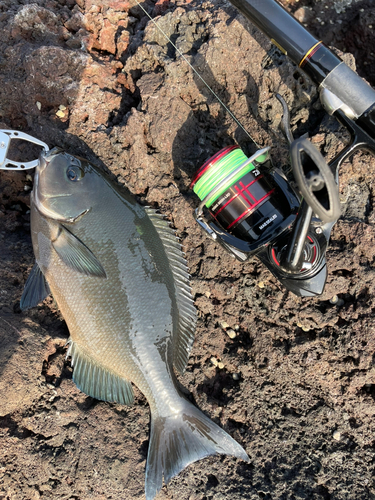 クロメジナの釣果