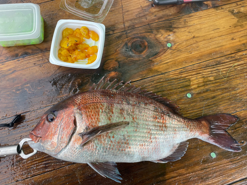 マダイの釣果