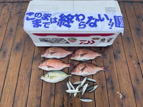 マダイの釣果