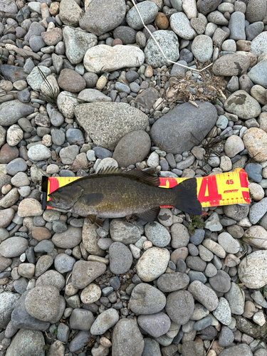 スモールマウスバスの釣果