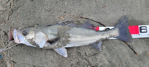 セイゴ（マルスズキ）の釣果