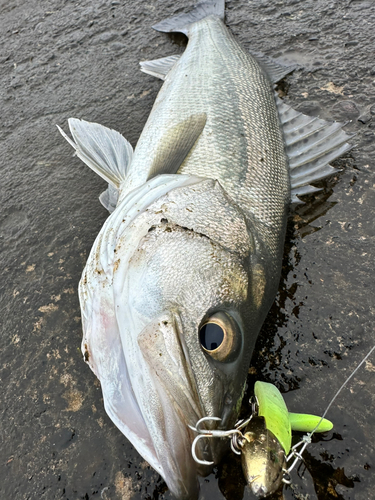 スズキの釣果