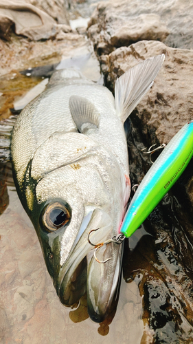 ヒラスズキの釣果