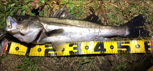 シーバスの釣果