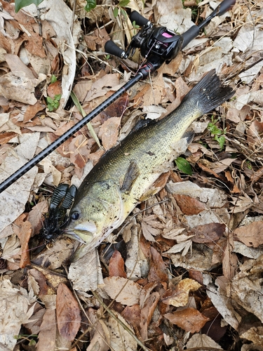 ブラックバスの釣果