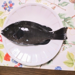 じゅんぺーいの釣果