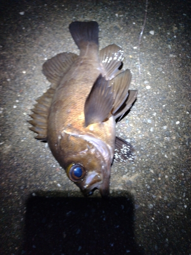 シロメバルの釣果