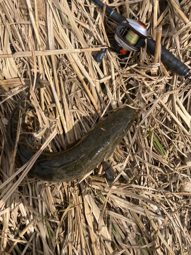 ライギョの釣果