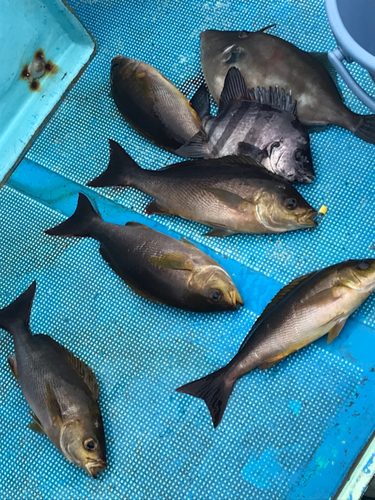 イサキの釣果