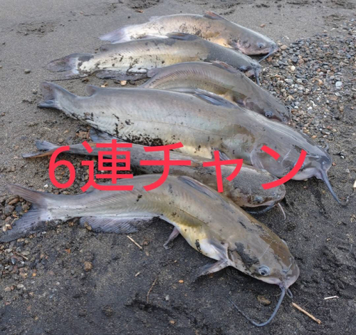 アメリカナマズの釣果