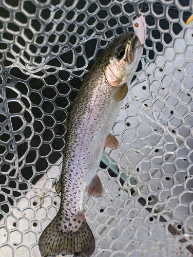 ニジマスの釣果