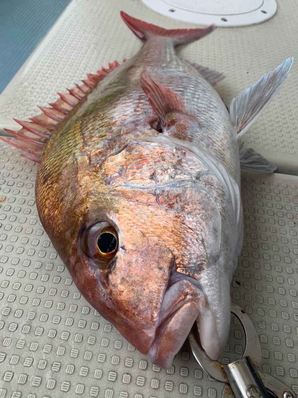 月曜の釣り人さんの釣果 1枚目の画像