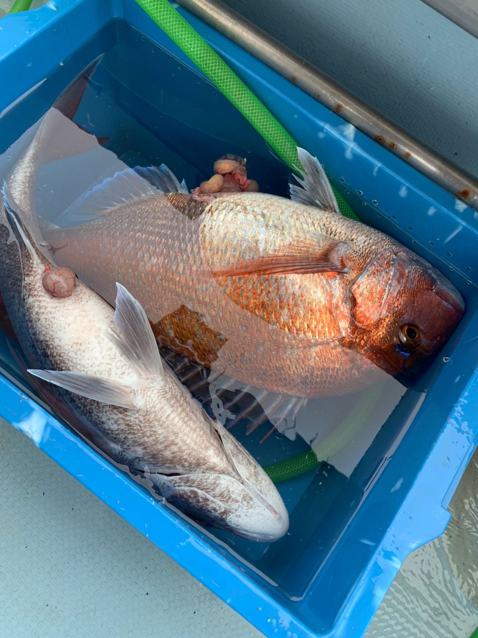 月曜の釣り人さんの釣果 2枚目の画像