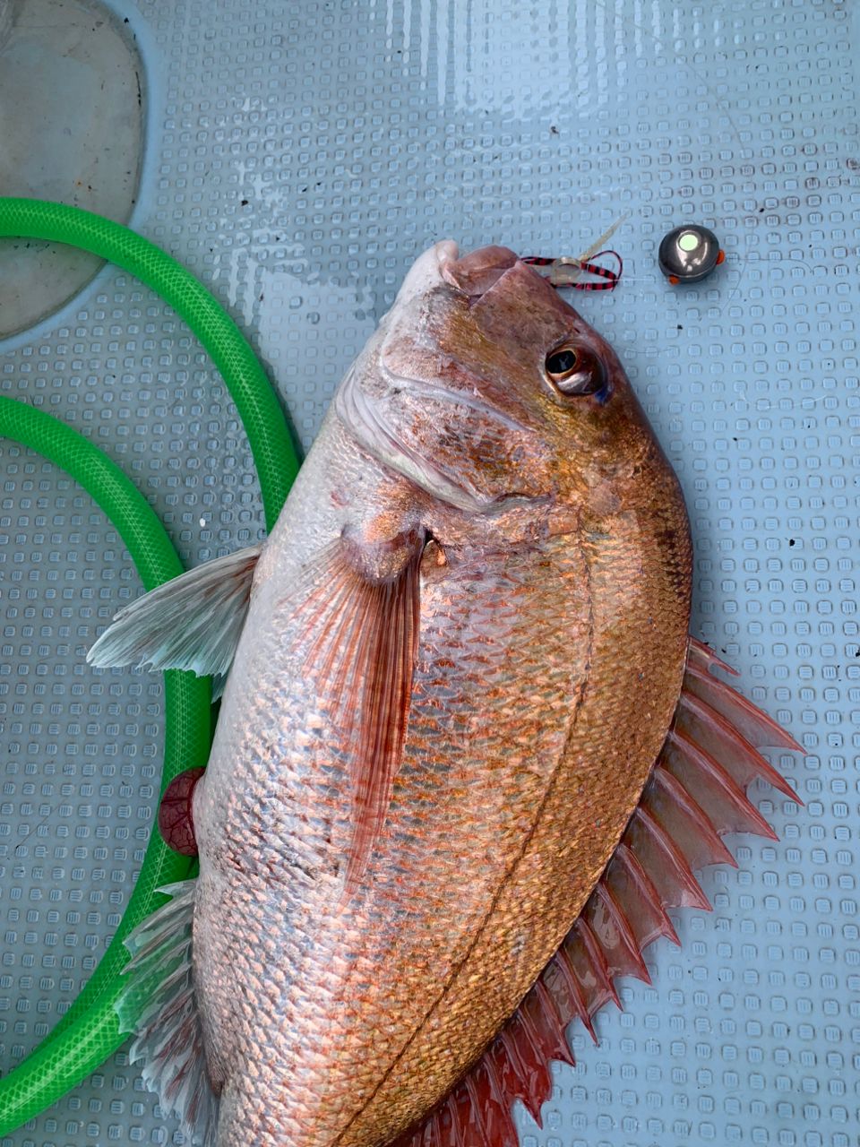 月曜の釣り人さんの釣果 3枚目の画像