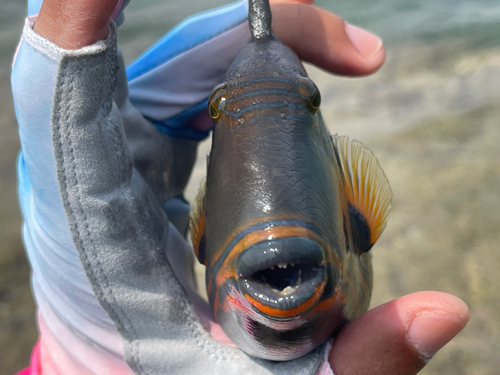 クマドリの釣果