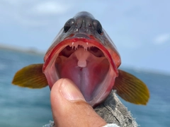 ニジハタの釣果