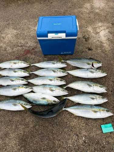 ハマチの釣果