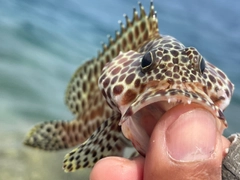 カンモンハタの釣果