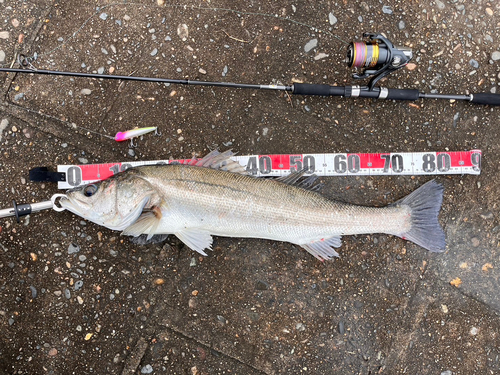 シーバスの釣果