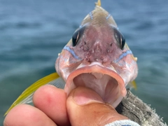 ヨスジフエダイの釣果