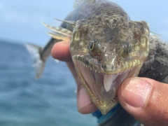 エソの釣果